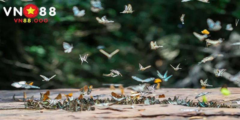 Dấu hiệu khi mơ thấy rất nhiều bướm bay
