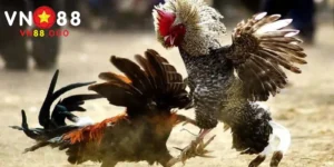 màu mang gà đá thumb